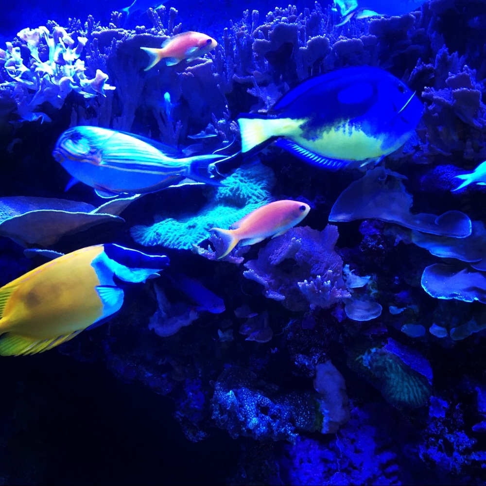 Meet your Posher, Semper in